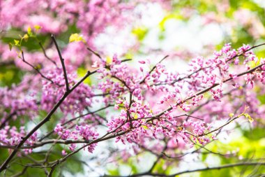 Bazı pembe çiçekler dallarda açar bahar bahçesine renk ve güzellik getirir. Güneş ışığı yaprakların arasından süzülüp sahneyi büyütüyor..