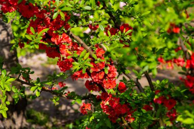 Ilık güneş ışığı altında yemyeşil yapraklarla çevrili bir çalılıkta açan parlak kırmızı çiçekler Chaenomeles japonica