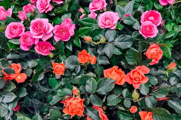 Pembe turuncu ve kırmızı güllerle dolu bir bahçe parlak bahar güneşi altında canlı renklerini sergiliyor arıları ve kelebekleri cezbediyor..