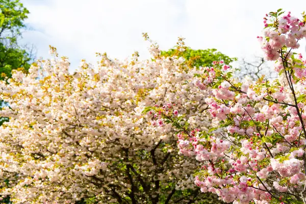 Pembe ve beyaz tonlarında çiçek açan kiraz ağaçları, baharın geldiğini gösteren güneşli bir park alanını doldurur..
