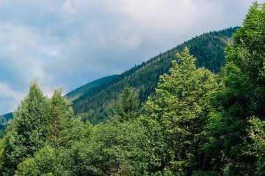 Yoğun ağaçlar, bulutlu bir gökyüzüne karşı birleşen yeşil gölgelerle kayan tepeleri kaplar. Bu dingin ortam, doğanın güzelliğini yakalar..