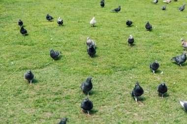 Farklı renklerde sayısız güvercin açık bir gökyüzünün altındaki yemyeşil çimlerin üzerinde yürür..