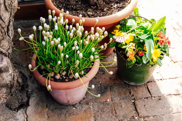 Beyaz çiçekli saksı bitkileri ve renkli çiçekler bahçenin yolunu açar ve dış uzaya hayat ve canlılık getirir..