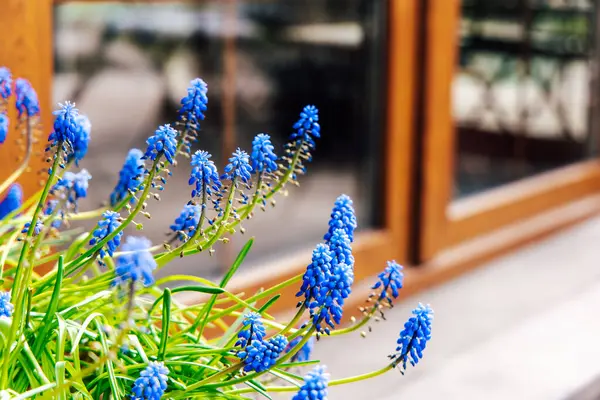Yeşil saplı parlak mavi çiçekler, büyük ahşap bir pencerenin yanındaki saksıda serpilmiş güzellikler sergileniyor..