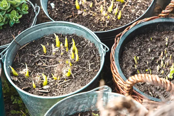 Taze yeşil filizler çömleklerdeki topraktan çıkar. Bu da baharın halk bahçesine gün ışığında vardığının işaretidir..