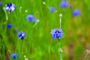 Parlak mavi kır çiçekleri güzel bir tarlada canlı yeşillikler arasında gelişir. Bahar doğaya hayat ve renk getirir..