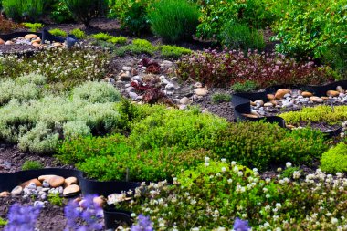 Çeşitli bitki ve çiçeklerle dolu renkli bir bahçe güneşli bir günde canlı bir atmosfer yaratır..