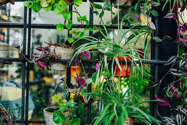 Kapalı bir alandaki siyah metalden bir ızgaraya asılı renkli bitkiler doğal atmosferi güçlendiriyor ve sükuneti arttırıyor..