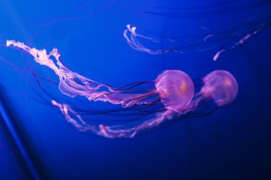 Yarı şeffaf vücutlu ve uzun dokunaçlı iki denizanası parlak mavi bir su arka planında zarif bir şekilde süzülür..