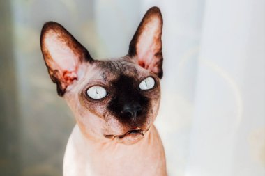 Benzersiz özelliklere sahip bir Sphynx kedisi güneş ışığının tadını çıkaran bir pencerenin kenarında zarif bir şekilde oturur ve canlı gözlerini göstererek ilginç bir bakış atar..