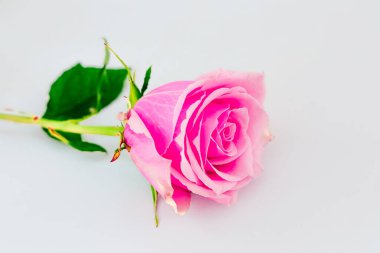Tek bir pembe gül zarif bir şekilde beyaz bir yüzeye uzanır. Canlı rengini ve karmaşık taç yaprağı tasarımını gösterir. Sevgi ve güzelliği çağrıştırır..
