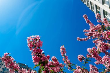 Parlak mavi gökyüzüne doğru uzanan canlı pembe çiçekler kentsel alanda parlak ve modern bir binanın yanında güzel bir kontrast oluşturuyor..