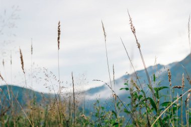 Uzun çimenler rüzgarda hafifçe dans eder sisli dağlara ve şafak vakti yumuşak bulutlara karşı..