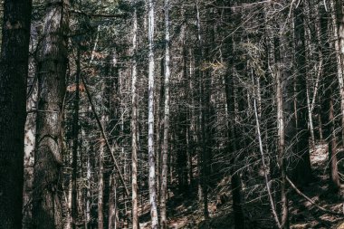 Güneş ışığı, sakin bir ormandaki ağaçların yoğun gölgesinden süzülür. Uzun gövdeler ve dallar barışçıl bir atmosfer yaratır..