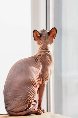 Kırışıklıkları belirgin olan bir sfenks kedisi güneş ışığı odayı doldururken pencerenin kenarında oturur ve dışarıyı seyreder. Kedi meraklı ve uyanık görünüyor..