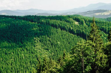 Açık mavi gökyüzünün altındaki yuvarlanan tepeleri kaplayan yoğun yeşil ormanların geniş manzarası gündüz saatlerinde.