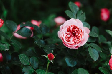 Narin pembe güller, bahar boyunca hayat dolu bir bahçede canlı yeşil yapraklarla çevrili güzelliklerini sergilerler..