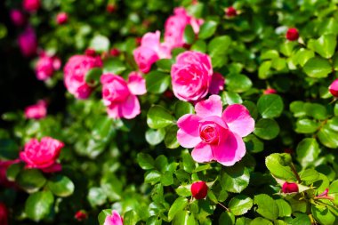 Renkli pembe güller, açık mavi gökyüzünün altında yeşil yapraklarla çevrili iyi korunmuş bir bahçede serpilmiş..