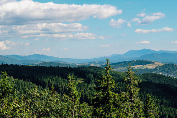 Carpathians mountains rise along with expansive forests under a bright blue sky filled with fluffy clouds on a sunny day.