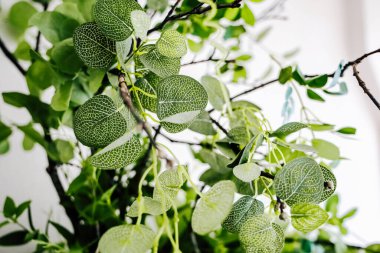 Detaylı dokuları olan yemyeşil yapraklar içeride canlı bir atmosfer yaratıyor. Doğal ışık gölge ve şekillerin çeşitliliğini arttırır..