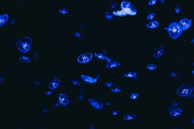 Biyolojik ışıldayan denizanaları karanlık sularda zarif bir şekilde süzülür ve gece boyunca büyüleyici bir ışık ve hareket gösterisi yaratır..