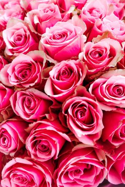 Canlı pembe güllerin yakın plan görüntüsü zarif taç yapraklarını ve zengin renklerini sergiliyor. Herhangi bir olay için ideal.