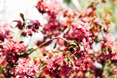 Bir kiraz ağacının parlak pembe çiçekleri dalları doldurur İlkbaharda sıcak güneş ışığı altında dikkatleri çeker.