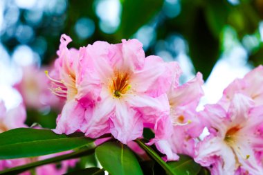 Parlak pembe çiçekler yemyeşil yapraklar üzerinde çiçek açıyor açık mavi gökyüzünün altında canlı bir bahçede çarpıcı bir kontrastlık yaratıyor..