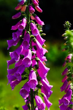 Yüksükotu bitkilerinin parlak mor çiçekleri güneşli bir yaz gününde verimli bir bahçede sergilenir canlı bir doğa güzelliği yaratır..