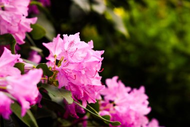 Parlak pembe rhododendron çiçekleri bahar boyunca bir bahçede canlı yeşil yapraklarla kaplıdır..