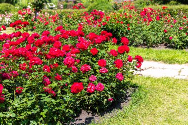 Canlı kırmızı güller bahçeyi dolduruyor. Gün ortası güneşinin tadını çıkarıyorlar. Yeşiller arasında güzelliklerini sergiliyorlar..