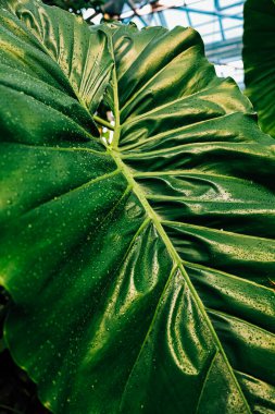 Büyük yeşil yaprak desen ve su damlacıkları parlak ışık altında botanik bir ortamda onun canlı yaşamını vurguluyor..