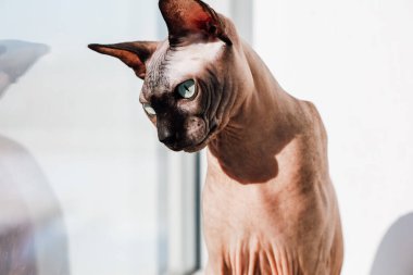 Çarpıcı mavi gözlü bir sfenks kedisi, eşsiz tüysüz özelliklerini ve tuhaf davranışlarını sergileyen parlak bir pencereden dışarı bakar..