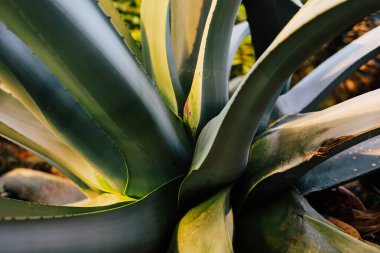 Güneş ışığıyla aydınlatılan yemyeşil yapraklı, yemyeşil bir bitkinin eşsiz dokusunu ve şeklini bir bahçe ortamında vurgulayan ayrıntılı görüntüsü..