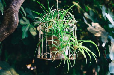 Dekoratif bir kuş kafesi, açık hava ortamında canlı yeşillikler sergilenen bir saksı bitkisi barındırır. Güneş ışığı etrafındaki yaprakların arasından süzülür.