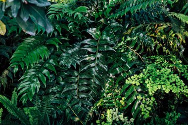 Canlı eğrelti otları ve çeşitli yeşil bitkiler orman zeminini dolduruyor. Doğal gün ışığında zengin dokular ve renkler sergiliyorlar..