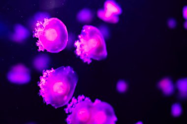 Denizanaları, karanlık bir su ortamında, parlak mor renklerle hafifçe parlayarak, büyüleyici bir etki yaratarak zahmetsizce yüzerler..