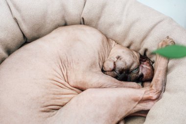 Rahat bir Sphynx kedisi, iyi aydınlatılmış bir oturma odasındaki yumuşak, yuvarlak bir yatakta huzur içinde uyuyor. Sıcak güneş ışığı yakındaki pencerelerden süzülüyor..