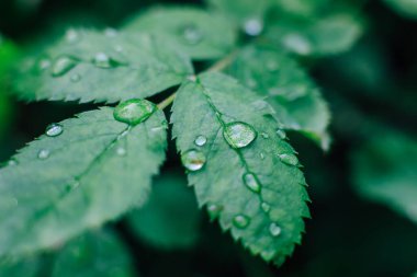 Taze yeşil yapraklar yemyeşil bir ortamda su damlacıkları sergiliyor sakin bir sabahın özünü yakalıyor..