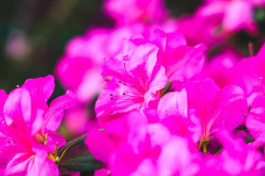 Parlak pembe açelyalar baharın güneş ışığı altında açan çiçeklere hayat verdiği gibi bahçeyi renklerle doldurur..