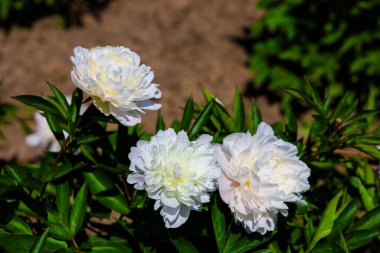 Üç çarpıcı beyaz şakayık, bahar boyunca güneşli bir bahçede canlı yeşil yapraklarla çevrili yapraklarını sergiliyor..