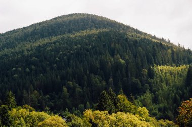 Bereketli bir Karpatlar dağı yoğun ormanlarla çevrili ve sabahın erken saatlerinde bulutlu bir gökyüzünün altında duruyor..
