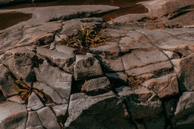 Çatlak kaya yüzeyi güneşli bir günde bir nehir kıyısında çimen ve yosun parçalarıyla süslenmiş..