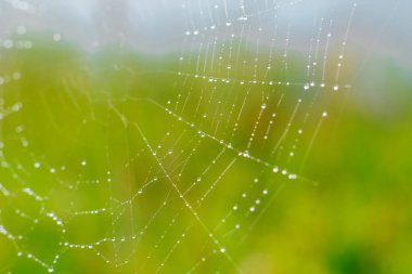 Narin örümcek ağı, sabahın erken saatlerinde canlı yeşil bir ortamda çiğ damlalarıyla parıldar..