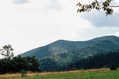 Yuvarlanan yeşil Karpatlar tepeleri ve uzak dağlar öğleden sonra erken saatlerde bulutlu bir gökyüzü altında huzurlu bir manzara yaratır..