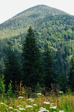 Karpatlar 'ın manzarasında ön planda sık ağaçlar ve kır çiçekleri vardır. Açık bir günde arka planda yükselen görkemli bir dağ vardır..