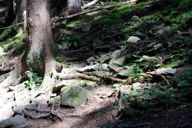 Yumuşak güneş ışığı, kayalık zemini aydınlatan ağaç dallarını delip geçiyor ve sakin bir ormanda ağaçların köklerini ortaya çıkarıyor..