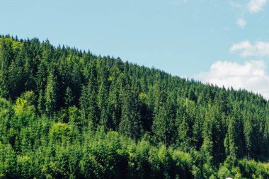 Yükseklerden oluşan sık bir orman, gün ışığıyla aydınlanan bir yamaçtan yükselir..