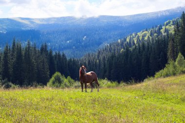 Bir at, açık mavi gökyüzünün altında yüksek ağaçlar ve dağlarla çevrili canlı yeşil bir çayırda huzur içinde otluyor..