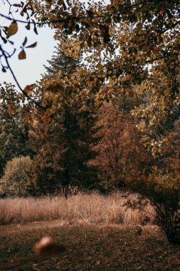 Huzurlu bir orman, açık mavi gökyüzünün altında uzun ağaçlar ve altın otlarla dolu renkli sonbahar yapraklarını sergiliyor..